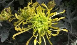 小菊吃瓜,揭秘娱乐圈背后的秘密