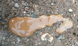 鸭屎瓜怎么吃,解锁美味新体验