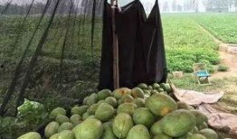 孩子吃花皮瓜,孩子健康成长的天然美味