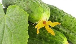 吃瓜网免费吃瓜独家揭秘热门大瓜,吃瓜网免费吃瓜，热门大瓜一网打尽！