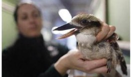 吃瓜小鸟倒挂视频