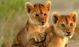 吃瓜的小狮子,揭秘动物界的趣味生活