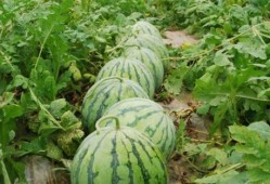 昆明正义方吃瓜,一场吃瓜群众的狂欢盛宴