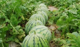 昆明正义方吃瓜,一场吃瓜群众的狂欢盛宴