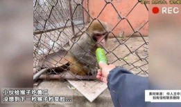 吃瓜姐变猴,一场跨越物种的奇幻之旅