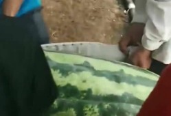 内蒙吃瓜女孩,揭秘草原上的网络新风尚