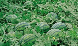 永年ktv吃瓜群,一场娱乐界的风云际会