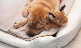 感冒可以吃白虎瓜,感冒食疗新选择