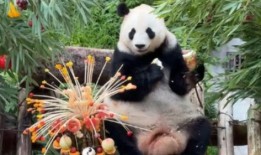 熊猫洗澡吃瓜现场,萌态十足引网友热议