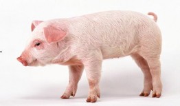 猪宝儿吃瓜,揭秘娱乐圈的甜蜜瓜田