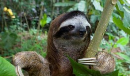 哺乳纲瓜可以吃吗,可食用瓜果的探索之旅