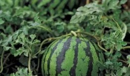 勺子吃瓜清脆,尽享清脆美味时光