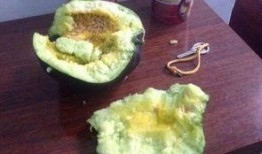 农村吃瓜图片,农村吃瓜图鉴，尽享乡村清凉时光