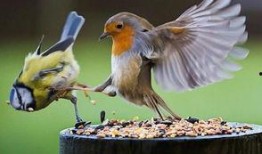 吃瓜小鸟倒挂视频