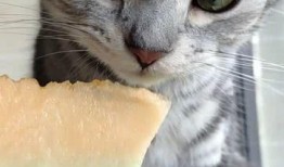 在线吃瓜的猫,揭秘网络猫奴的趣味生活