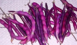 紫色氛围吃瓜,揭秘娱乐圈的甜蜜与苦涩