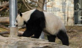 哺乳纲瓜可以吃吗,可食用瓜果的探索之旅