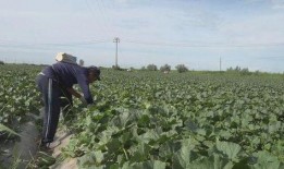 新疆吃瓜博主,揭秘吃瓜博主的美食之旅