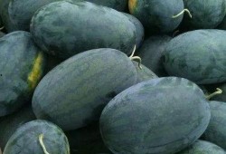 吃瓜仙桃,揭秘瓜界奇珍的传奇故事