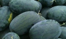 吃瓜仙桃,揭秘瓜界奇珍的传奇故事