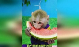 吃瓜姐变猴,一场跨越物种的奇幻之旅