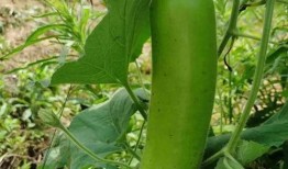 别人还在吃瓜的时候