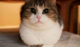 吃瓜网 热门大瓜胖猫,热门大瓜背后的胖猫故事