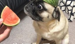 吃瓜保暖,解锁冬季美食新姿势