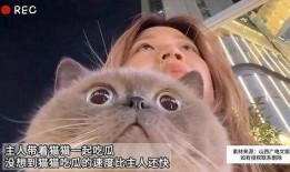在线吃瓜的猫,揭秘网络猫奴的趣味生活