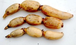 吃生藕瓜视频播放,视频播放见证舌尖上的清新之旅