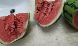 新疆吃棉瓜,甜蜜棉瓜的诱惑之旅