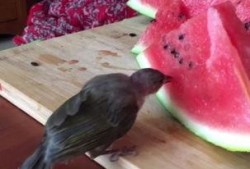 鸟会吃瓜吗,揭秘鸟类是否吃瓜之谜