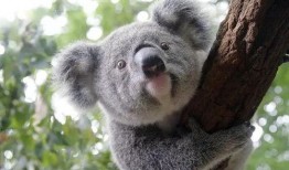 哺乳纲瓜可以吃吗,可食用瓜果的探索之旅