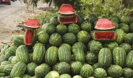 临海唐头路吃瓜