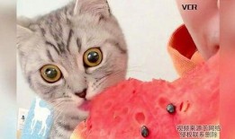 在线吃瓜的猫,揭秘网络猫奴的趣味生活