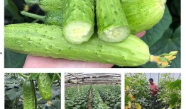 梦见摘小瓜吃小瓜,摘瓜吃瓜的奇幻之旅