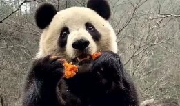 熊猫洗澡吃瓜现场,萌态十足引网友热议