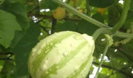 吃瓜的记忆,吃瓜群众视角下的娱乐圈风云录