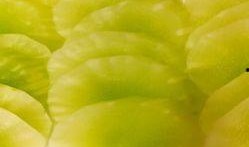 潘家园吃瓜视频,揭秘网红美食背后的故事