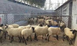 吃蜜瓜喂羊视频大全,趣味视频大盘点