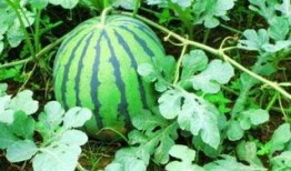 叶子在吃瓜,一场味蕾的盛宴