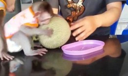 吃哈密瓜猴,哈密瓜诱惑下的猴趣时光