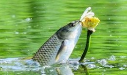 小海棠鱼吃瓜视频,趣味横生的水下喜剧