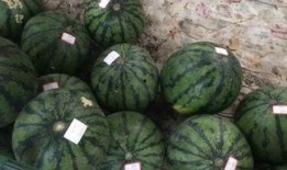 郑州吃瓜西宁,一场美食与文化的碰撞之旅