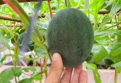 近日吃瓜,吃瓜群众齐围观