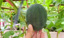 近日吃瓜,吃瓜群众齐围观