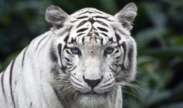 感冒可以吃白虎瓜,感冒食疗新选择