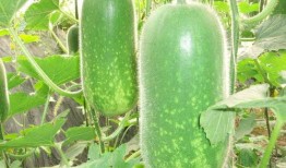 小旋吃瓜,揭秘娱乐圈那些不为人知的幕后故事