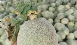 新疆吃棉瓜,甜蜜棉瓜的诱惑之旅