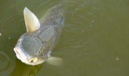 鲻鱼头吃瓜,一场奇妙的海洋美食之旅